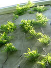 Click to enlarge Stainless Steel Greenwall Trellis System